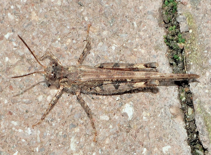 piccolo Ortottero: Acrotylus patruelis